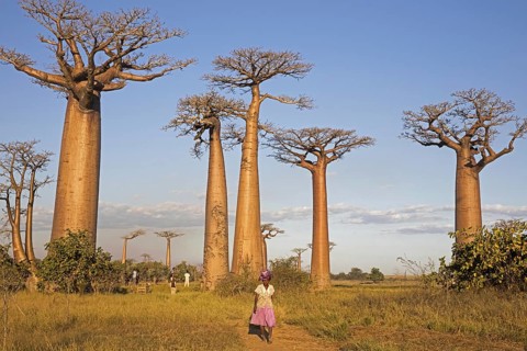 Avenue or Alley of the Baobabs is a prominent group of Grandidier's baobab trees (Adansonia