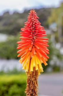 Crested torch lily (Kniphofia uvaria (L.) Oken), Akaroa, Canterbury, New Zealand, Oceania