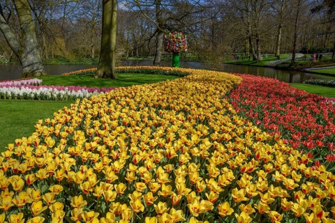 Flower border, floral splendour with colourful Tulips (Tulipa) in spring, Keukenhof, Lisse,