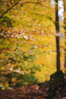 Colourful branches in the spa gardens in autumn, Bad Wildbad, Black Forest, Germany, Europe