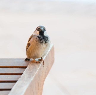 House sparrow (Passer domesticus) or sparrow or house sparrow, male, sitting on a wooden sun