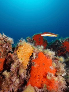 Orange upholstery sponge (Reniera fulva) and mediterranean rainbow wrasse (Coris julis) in the