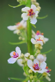 Austrian mullein (Verbascum chaixii), Scrophulariaceae, Egesheim, Upper Danube nature park Park,