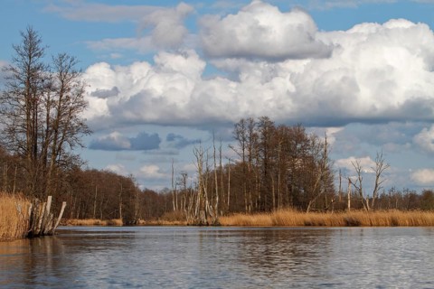 Alder trees with marshy forest in spring with reeds on the banks of the Peene, Peene Valley River