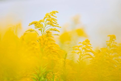 Canada goldenrod (Solidago canadensis), composite plants (Asteraceae), Rulfingen, Mengen, Upper