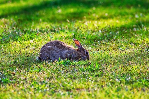 European rabbit (Oryctolagus cuniculus) in a meadow, St Mary's, Isles of Scilly, Cornwall, England,