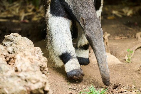 Giant anteater (Myrmecophaga tridactyla), captive, distribution South America