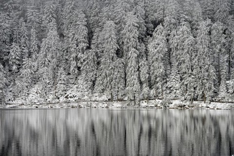 Snow-covered spruces, winter landscape at Mummelsee, reflection, snow, near Seebach, Black Forest,