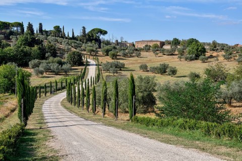 Cypress avenue near Palazzo Massaini, near Pienza, Val d'Orcia, Orcia Valley, Tuscany, Italy,