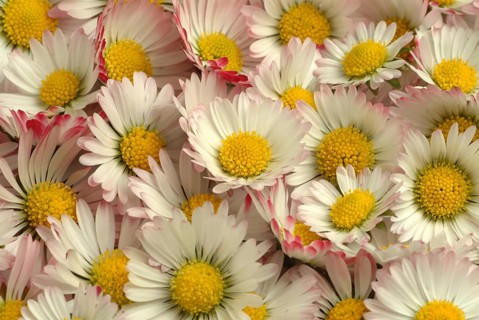 Common daisy (Bellis perennis), medicinal plant, naturopathy classifies the daisy among other