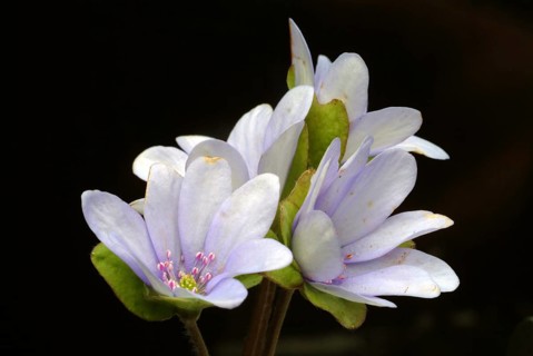 Liverwort (Hepatica triloba) (Hepatica nobilis) (Anemone hepatica), synonyma, common liverwort,