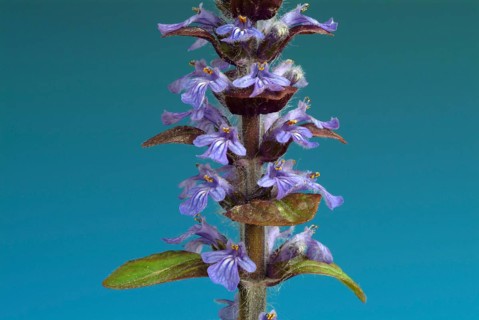 Blue bugles (Ajuga reptans), also known as guilder's goutweed, medicinal plant, infusion of dried