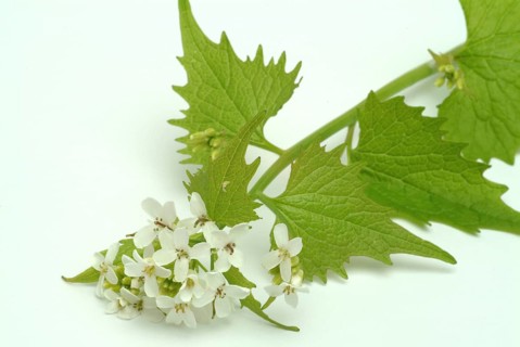 Garlic rue, garlic rue, medicinal plant, seasoning plant, spice, herb, wild plant, medicinal use,