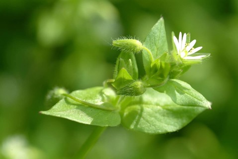 Greater stitchwort (Stellaria holostea), Rabelera holostea, also Common Chickweed, medicinal plant