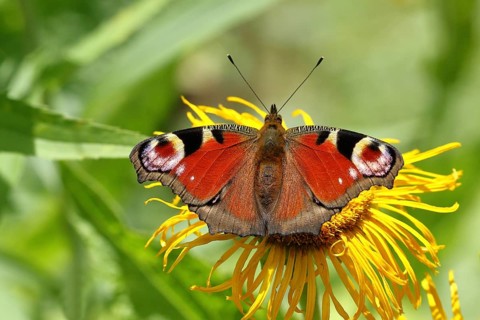 European peacock (Aglais io), on a yellow flower of a greater telecia (Telekia speciosa), Wilden,