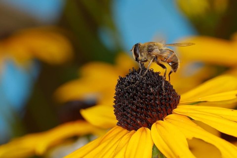 Dronefly (Eristalis tenax) on yellow coneflower (Echinacea paradoxa), Wilden, North