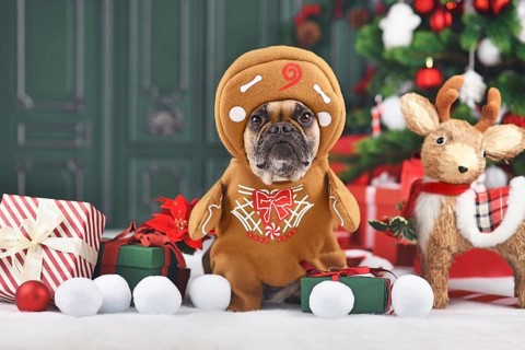 Funny dog Christmas costume. French Bulldog wearing gingerbread outfit with arms surrounded by