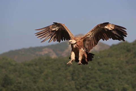 Griffon vulture (Gyps fulvus), approaching with wings spread, Action, Picos de Europa, Spain,
