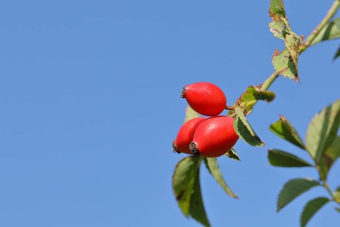 Ripe rosehip fruit of the dog rose (Rosa canina) on a branch in front of a blue sky, Wilnsdorf,