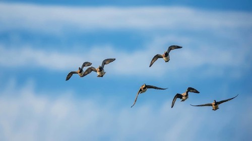 Eurasian Wigeon (Mareca penelope), birds in flight over Marshes at winter time