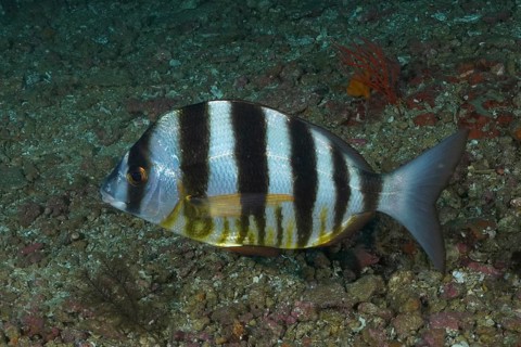 Zebra sea bream (Diplodus cervinus hottentotus), sea bream, dive site Protea Banks, Margate,