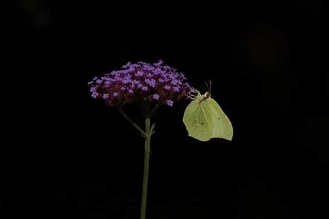 Brimstone (Gonepteryx rhamni) butterfly adult male feeding on a garden Verbena flower, Norfolk,