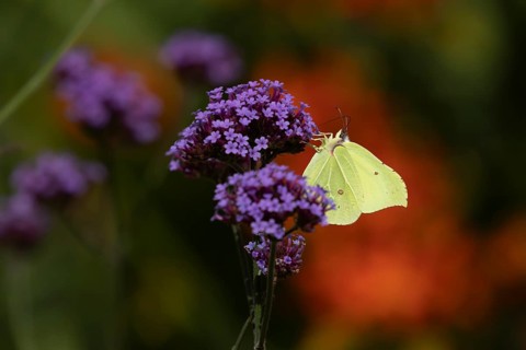 Brimstone (Gonepteryx rhamni) butterfly adult male feeding on a garden Verbena flower, Norfolk,