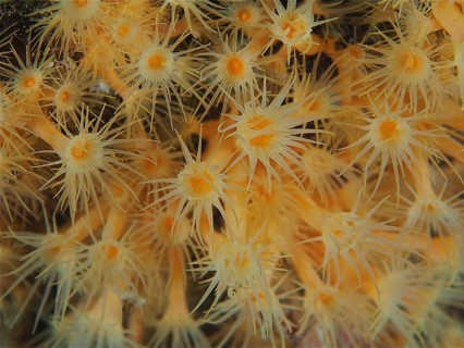 Yellow cluster anemone (Parazoanthus axinellae), dive site marine reserve Cap de Creus, Rosas,