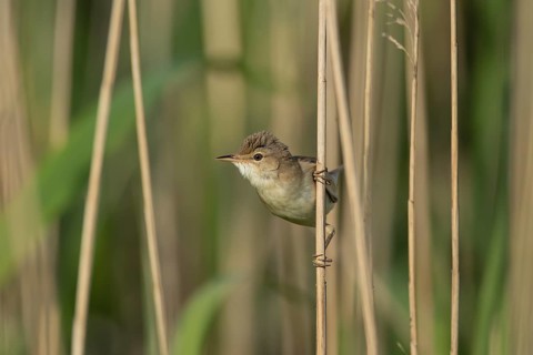Eurasian reed warbler (Acrocephalus scirpaceus) adult bird on the edge of a reedbed, Lincolnshire,