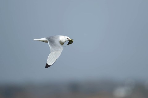 Kittiwake (Rissa tridactyla) adult bird in flight carrying nesting material in its beak, Suffolk,