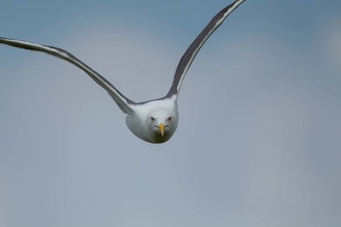 Lesser black backed gull (Larus fuscus) adult bird in flight, Suffolk, England, United Kingdom,