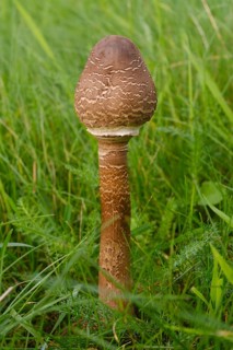 Giant umbrella mushroom in a meadow, parasol mushroom (Macrolepiota procera), mushroom, close-up,