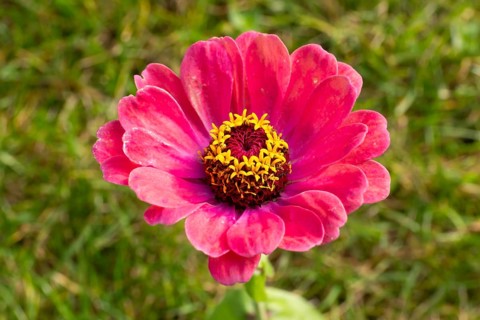 Zinnia (Zinnia elegans), flower, close-up