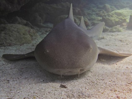 Portrait of Atlantic nurse shark (Ginglymostoma cirratum), resting in the sand, dive site John