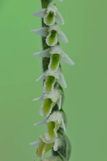 Autumn helleborine (Spiranthes spiralis), autumn helleborine, small orchids, very rare, macro