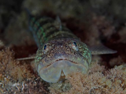 Lizardfish (Synodus saurus) at night. Dive site Los Cancajos, La Palma, Canary Islands, Spain,