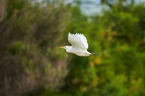 Cattle egret (Bubulcus ibis) flying, Camargue, France, Europe