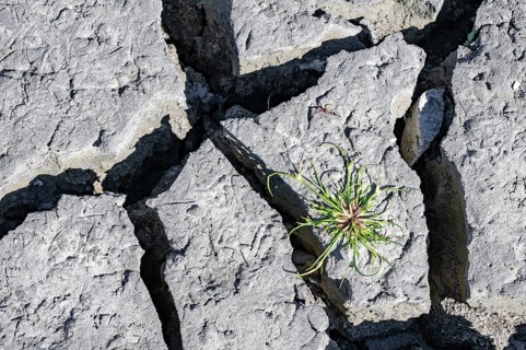 Plant on cracked soil, heavily dried out Zicksee, Lake Neusiedl-Seewinkel National Park,