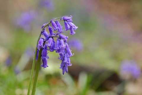Common bluebell (Hyacinthoides non-scripta), blue mayflower, North Rhine-Westphalia, Germany,