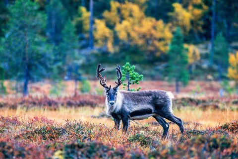 Reindeer on a bog in the forest with autumn colors looking towards the camera, Sweden, Europe