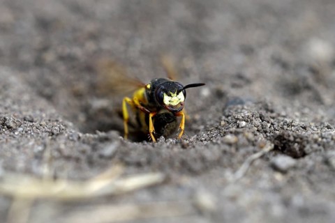 European beewolf (Philanthus triangulum), at the entrance of the breeding burrow, digging, Bottrop,