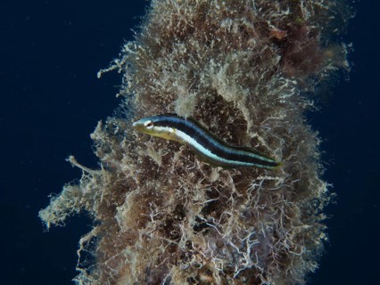 Dussumier's sabre-tooth blenny (Aspidontus dussumieri), female, dive site House Reef, Mangrove Bay,
