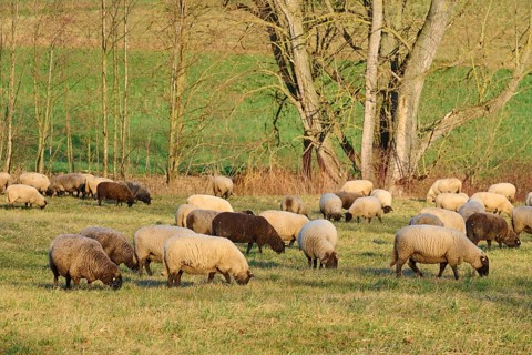 Landscape with flock of sheep, Reinheim, Darmstadt-Dieburg, Hesse, Germany, Europe