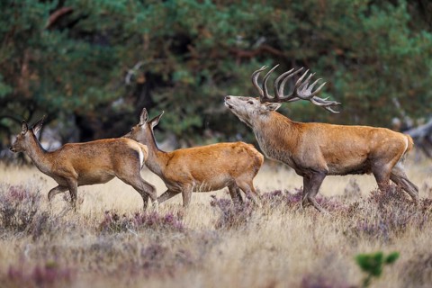 Red deer (Cervus elaphus) in the Hoge Veluwe National Park, Netherlands