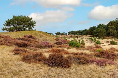 Heath blossom in the Hoge Veluwe National Park, Netherlands
