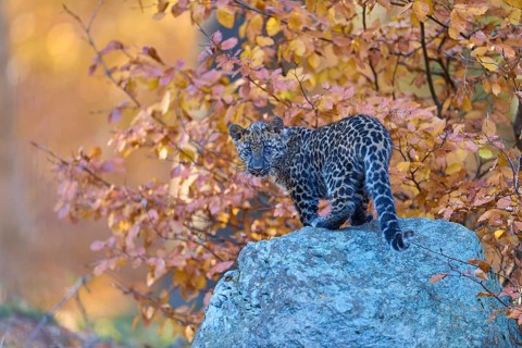 Indian leopard (Panthera pardus fusca), young animal on stone in forest