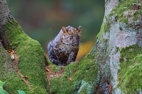 Indian leopard (Panthera pardus fusca), young animal on tree trunk