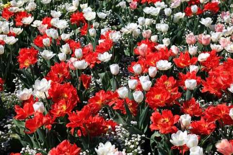 Many colourful tulips in one area
