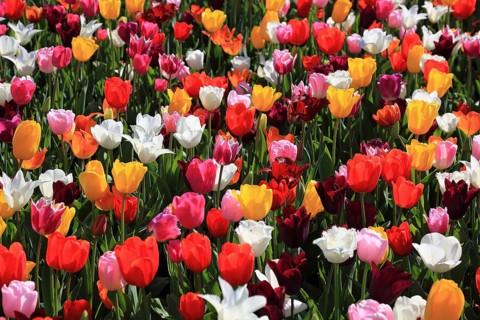 Many colourful tulips in one area