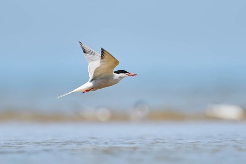 Elegant tern (Thalasseus elegans) flying in the sky above the sea, hunting, ebro delta, Catalonia,